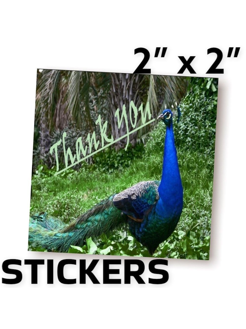 200 (2x2 Inch) Peacock, Square Stickers, High Gloss, Thank You, PRICE IS FIRM